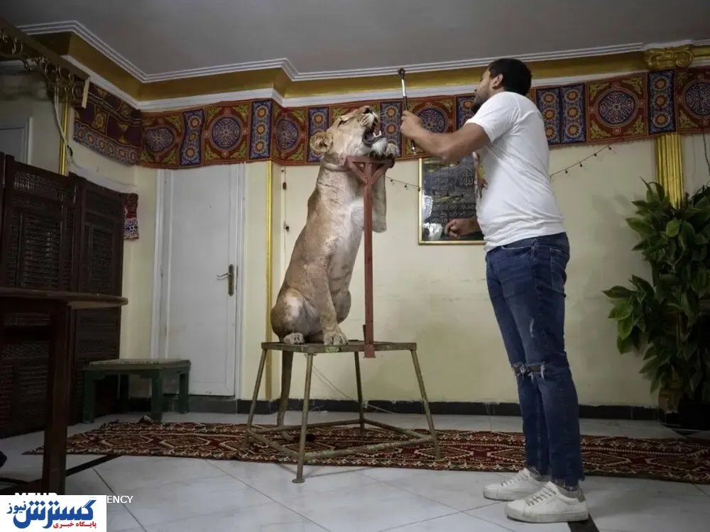 تصاویر/ آموزش شیر سیرک در منزل!