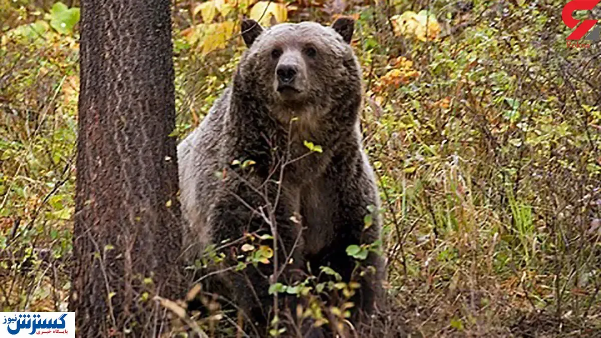 یک زن  مسن طعمه خرس گرسنه شد!