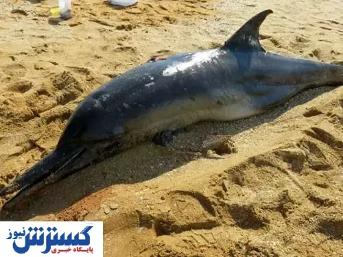 چه بلایی بر سر دلفین بوشهری آمد + عکس