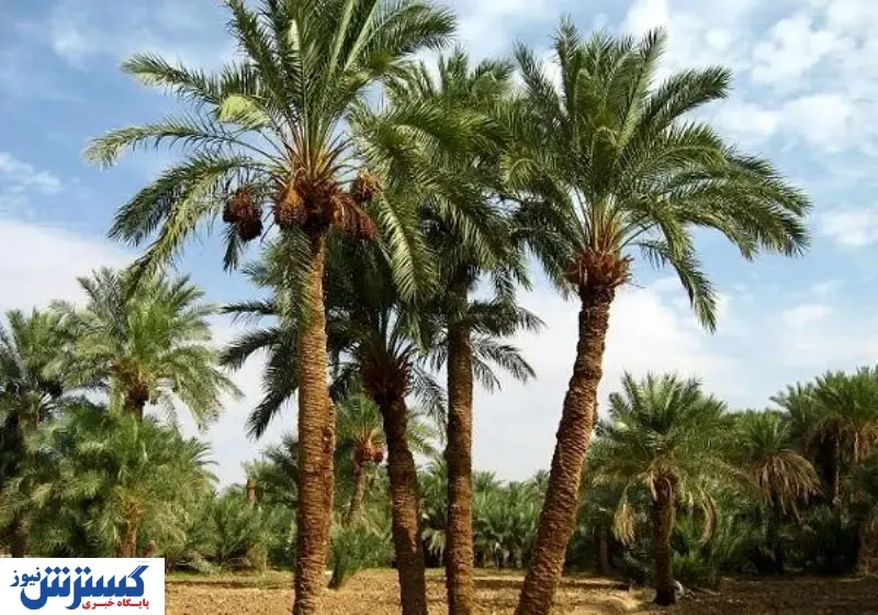 کشف جاذبه‌ مخفی گردشگری در غرب ایران | زائران اربعین تعیین کننده شدند