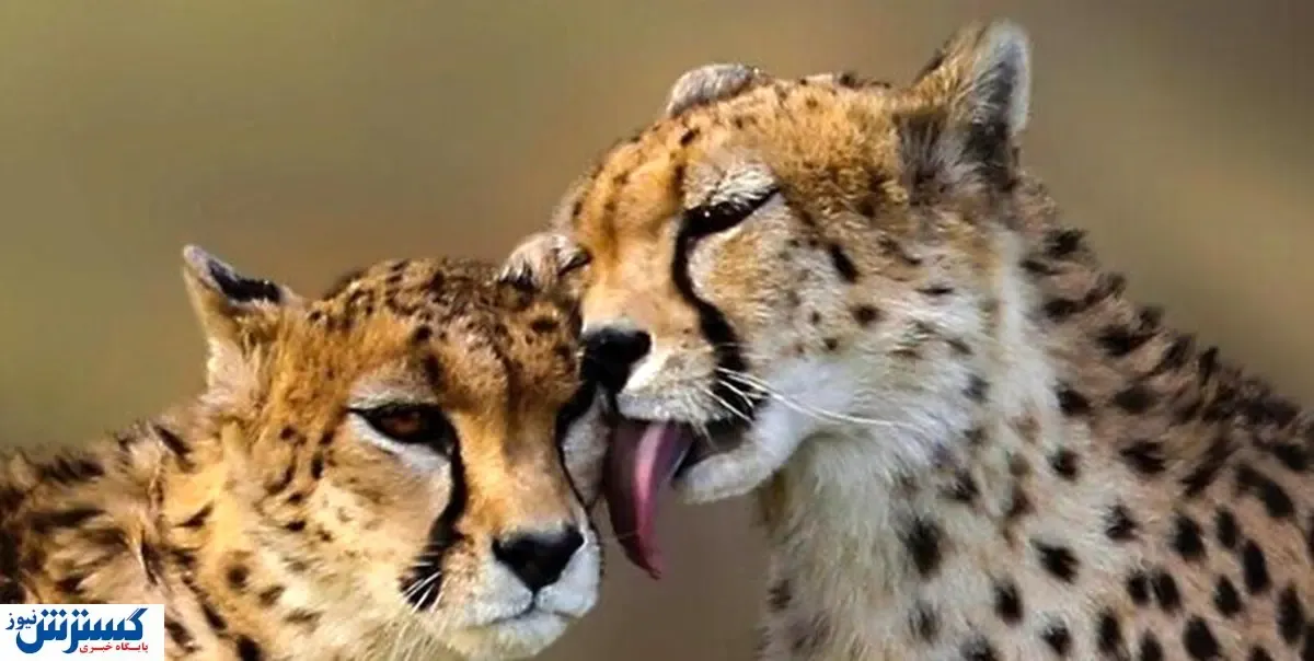 سازمان محیط‌زیست به فکر توله یوزهای «ایران» باشد