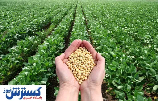 افزایش قیمت سویا در بازارهای جهانی