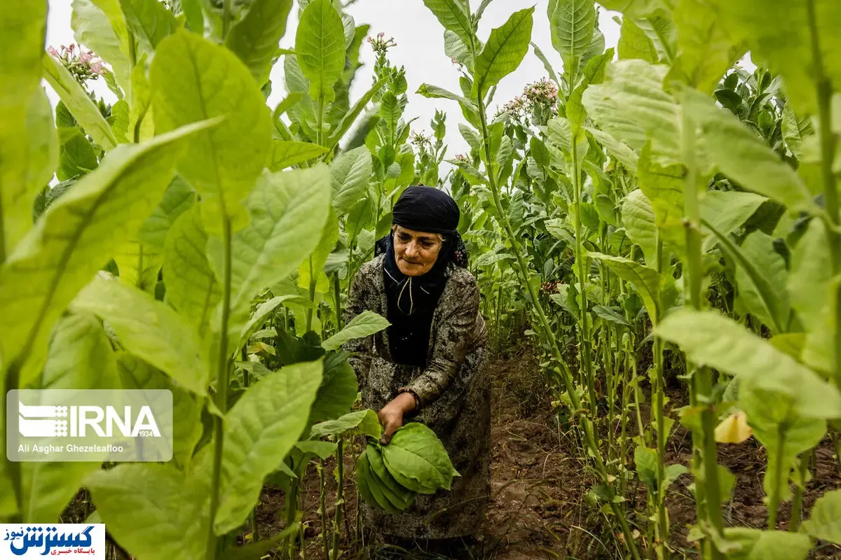 تصاویر/  توتون مرغوب گلستان