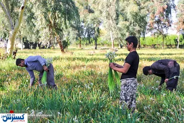 تصاویر/ فصل چیدن نرگس‌ها