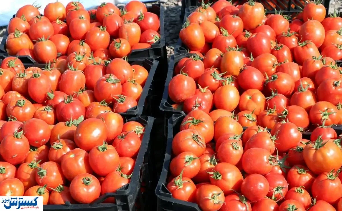 اختلاف قیمت عجیب گوجه از زمین تا مغازه