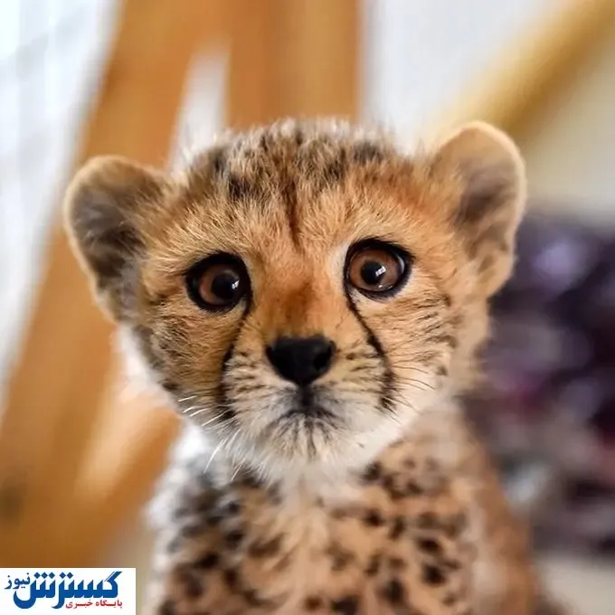 پیروز در تهران ماندنی شد