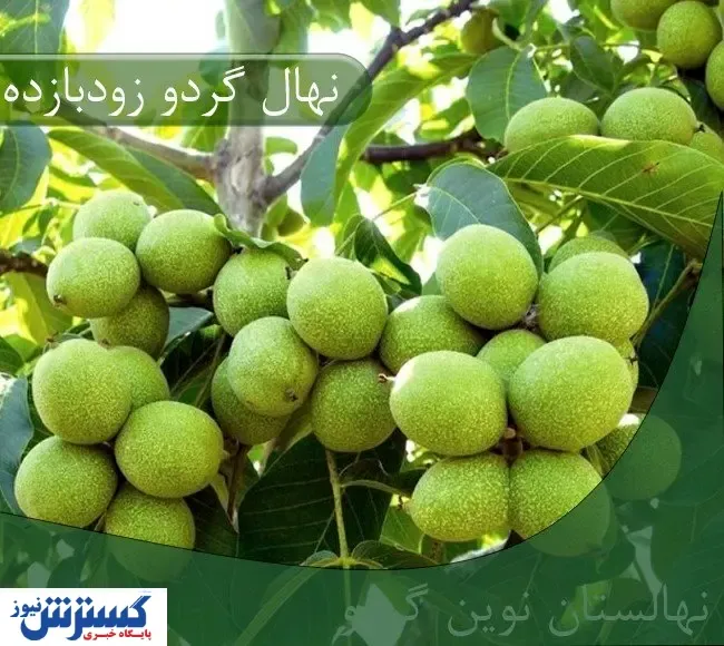 معرفی نهال گردو زودبازده و دیرگل؛ مناسب مناطق سردسیر
