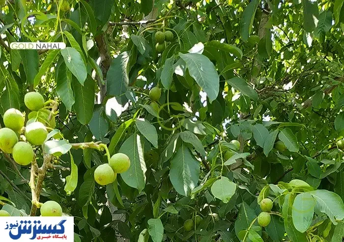 فروش بهترین نژاد نهال گردو در نواحی کوهستانی