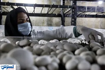 تصاویر/ پرورش قارچ دکمه‌ای، تجارتی پرسود