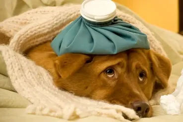 علائم بیماری در سگ‌ها: از بی‌حالی تا تب