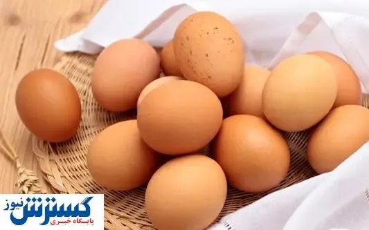 قیمت تخم‌ مرغ در بازار امروز (۹۹/۰۷/۱۵) + جدول