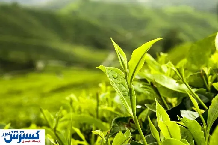 دستور کنترل قیمت چای صادر شد | کشور روی ارزانی را می‌بیند ؟