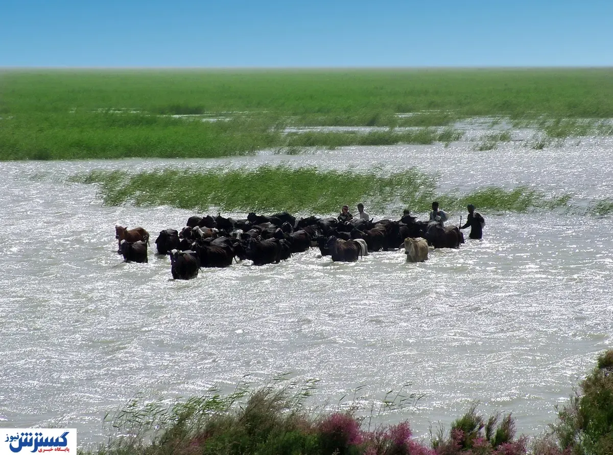 هامون ناجی اقتصاد می‌شود + فیلم