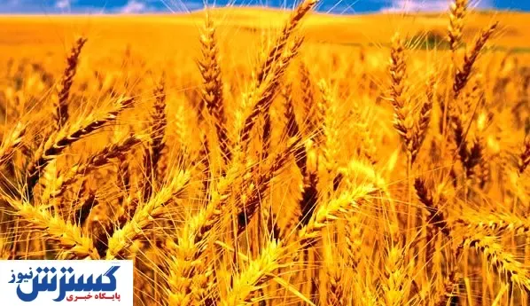 وابستگی کشور به واردات گندم تمام می شود؟