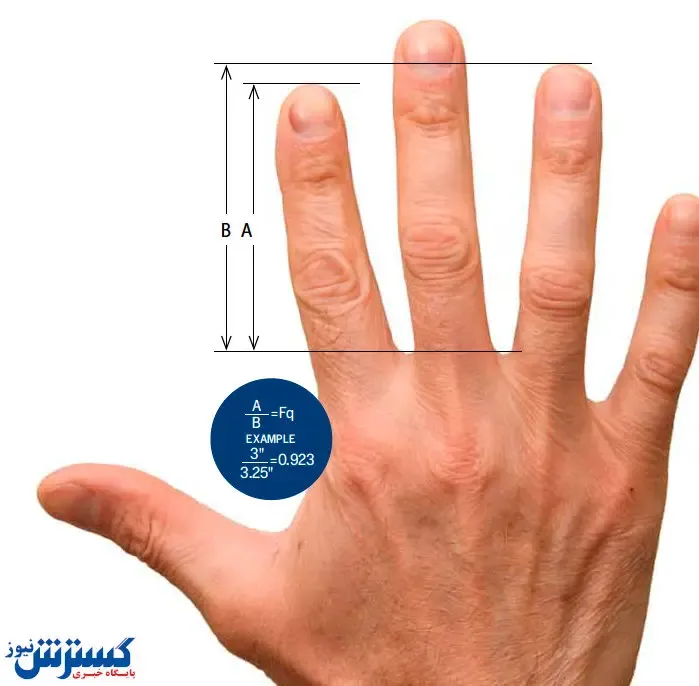 طول انگشتان شما چه چیز را نشان میدهد؟