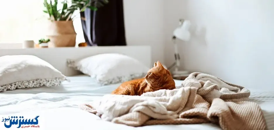 خبر خوب دانشمندان برای تنبل ها / رختخواب‌تان را مرتب نکنید!