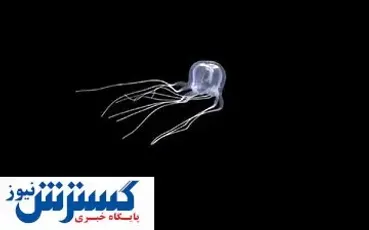 موجودی که ۲۴ چشم دارد!+ عکس