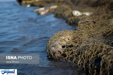 تصاویر / صید ماهی به روش پره