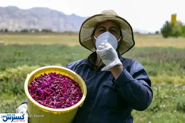 تصاویر/ گیاهان دارویی، پیشرو در سال جهش تولید