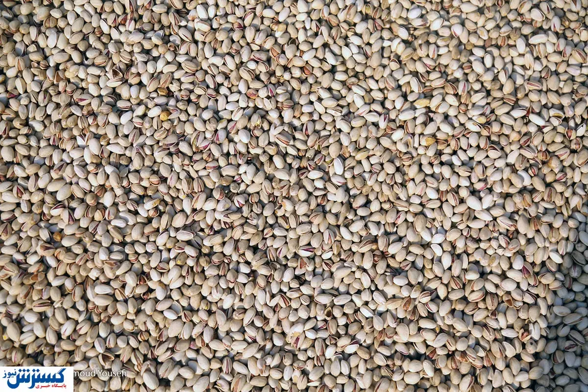 بحران به جان پسته افتاد