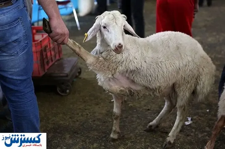 عجیب اما واقعی/قیمت دام زنده به نرخ هویج رسید!