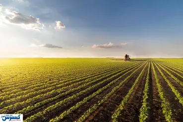 کشاورزی به دلار بند میشود / چه کسانی پشت این ماجرا هستند؟