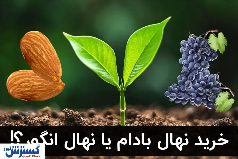 معرفی دو نهال پرسود خشکبار در مناطق گرمسیر کشور