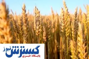 آیا خودکفایی در گندم یک تصمیم منطقی است؟