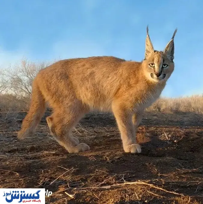 عجیب‌ترین گربه ایرانی در کویرهای شرقی کشور + عکس