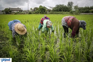 برنج به چه قیمتی ارزان شد؟