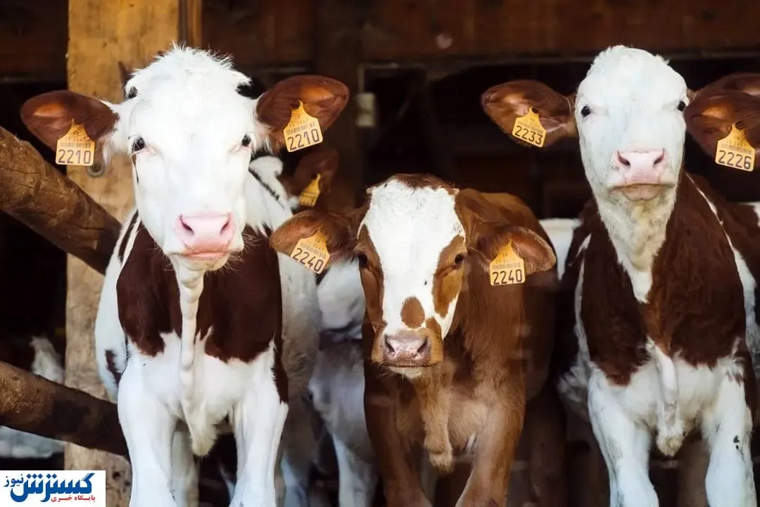 گوشت از سبد خرید مردم حذف شد ؟ | قیمت دام زنده ( ۱۶ اسفند ۱۴۰۳ )