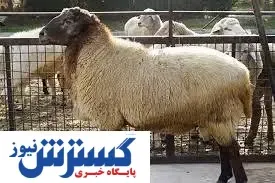 آخرین قیمت دام زنده در بازار (۱۴۰۰/۵/۲۴)