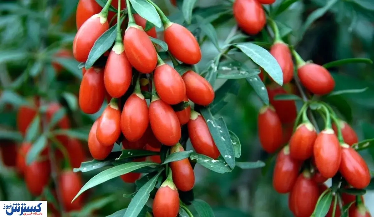 این میوه مانند واکسن آنفلوآنزا عمل می‌کند