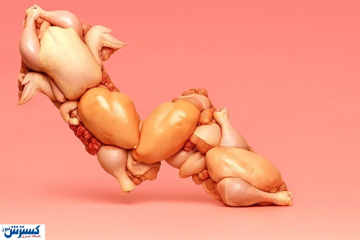 قیمت مرغ رسماً بازار را به هم ریخت (۱۲ آذر)