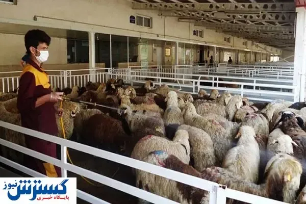 نظارت بهداشتی و شرعی بر ذبح دام در ایام محرم