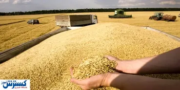 گره کور قیمت خرید تضمینی گندم
