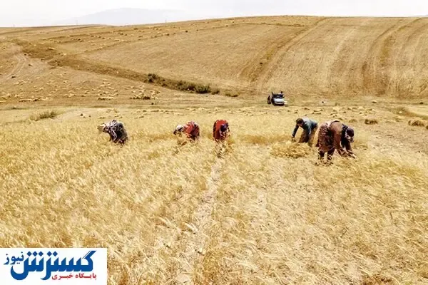 «خشکه کاری» هزینه‌ کشاورزان را کاهش می‌دهد؟