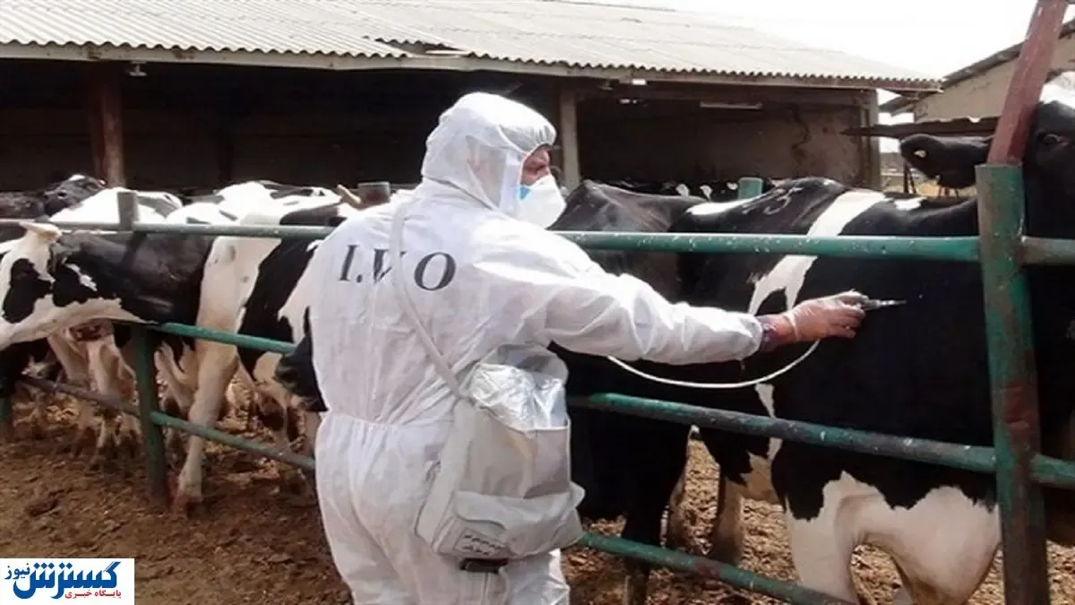 واردات گوساله قاچاق از پاکستان/ خطر شیوع بیماری دامی در سیستان و بلوچستان