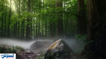 گردشگری طبیعت در حال نابودی / فکری به حال جنگل ها کنید