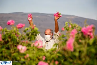 تصاویر/ فصل گل و گلاب