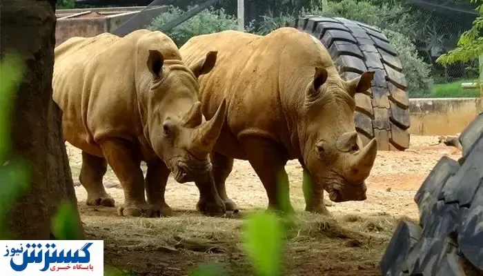 باغ وحش ژوهانسبورگ کجاست؟