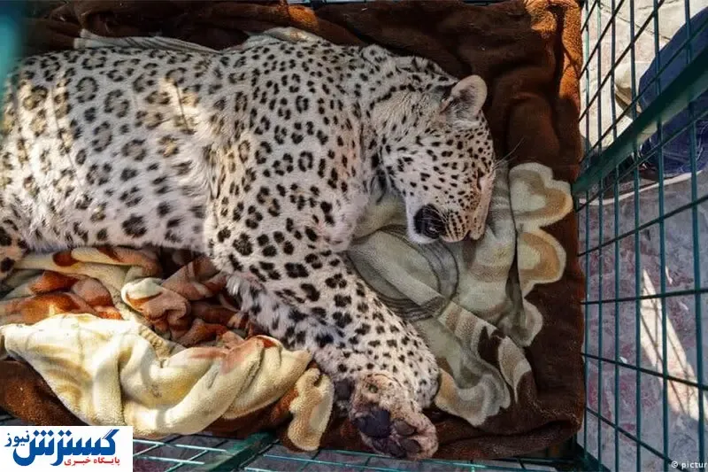 ماجرای مشکوک مرگ حیوانات در باغ وحش ارم | قفس ها خالی ماند!