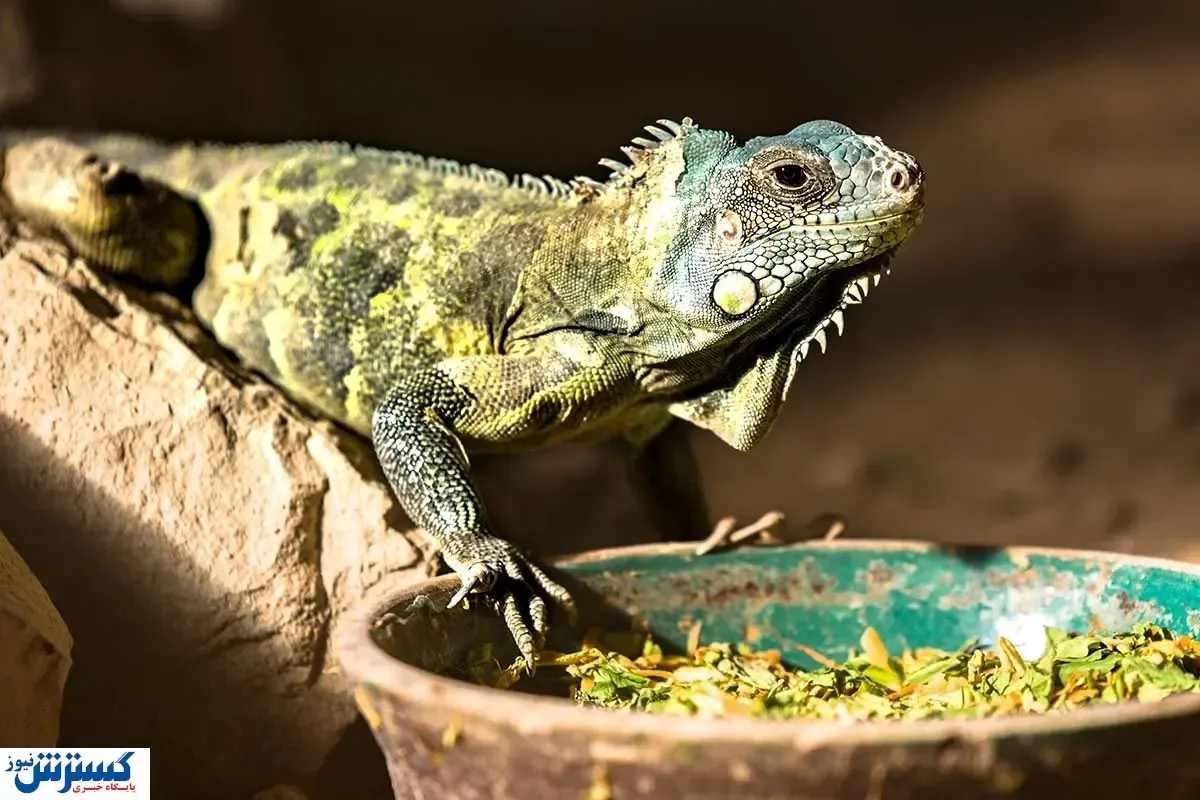 قیمت عجیب ایگوانا / هزینه نگهداری از این حیوان خانگی چقدر است؟
