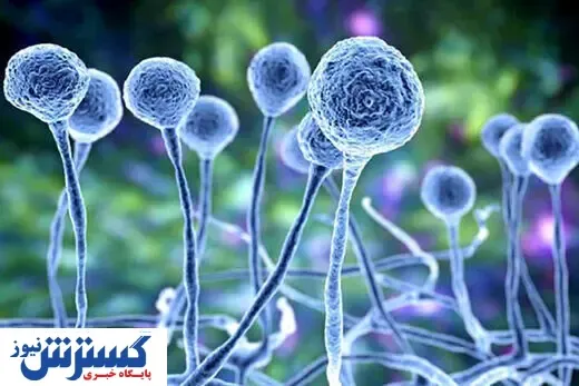 بیماری قارچ سیاه با چه علائمی آغاز می شود؟