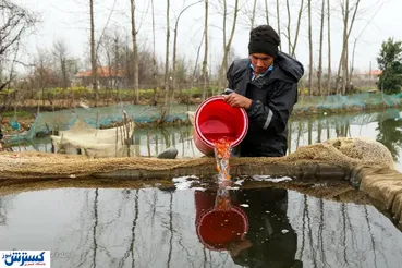 تصاویر/ ایام پرورش و فروش ماهی قرمز