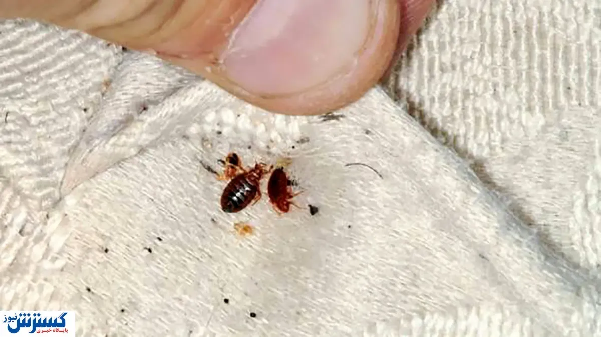 وجود ساس در فرانسه تهدید آمیز شد