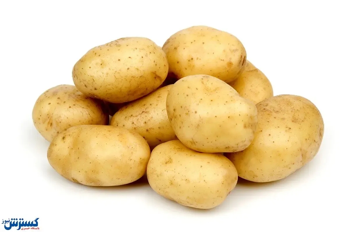 سیب زمینی طلای ۱۴۰۰ شد