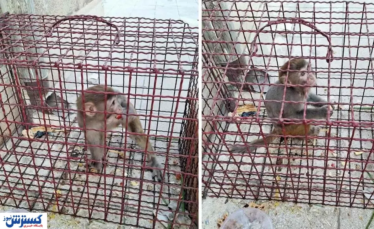 گشت و گذار میمون در ملارد!