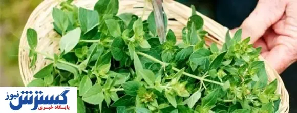 گیاهان مفید برای کنترل فشار خون بالا
