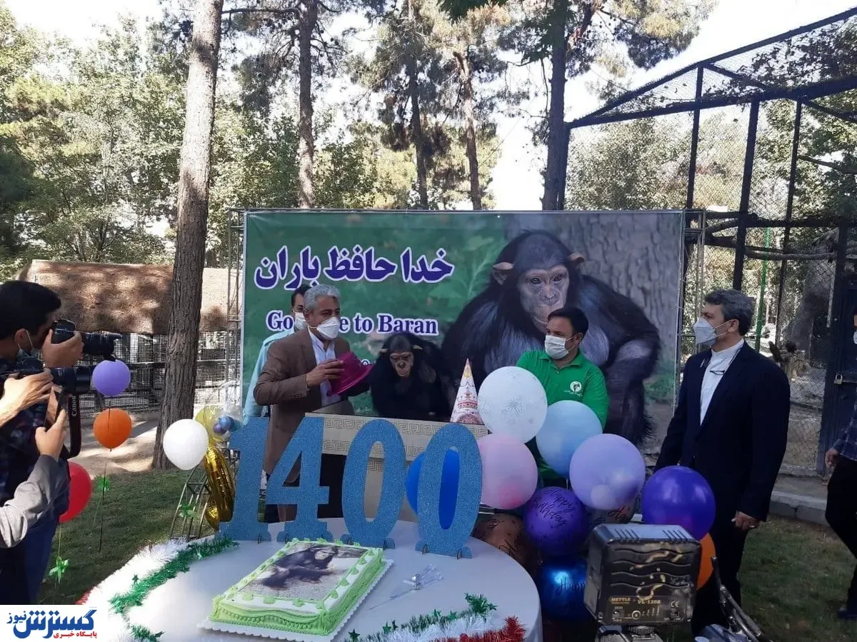 معروف‌ترین شامپانزه ایران از کشور رفت!